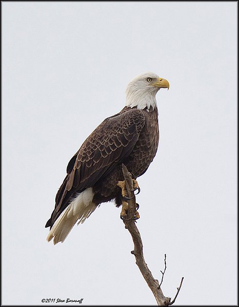 _1SB7830 american bald eagle.jpg